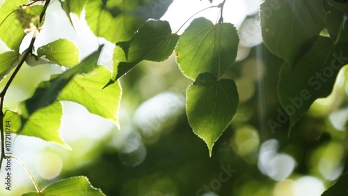 93Forest trees leaf. nature green wood sunlight backgrounds.