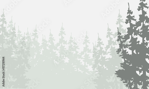 Silhouette of spruce forest