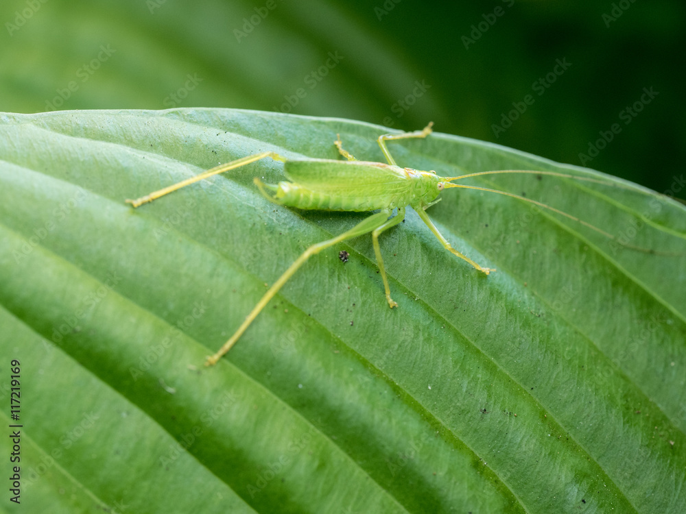Photograph of a long legged green drumming katydid on a ribbed hosta leaf in a garden. Photograph of a long legged green drumming katydid on a ribbed hosta leaf in a garden.