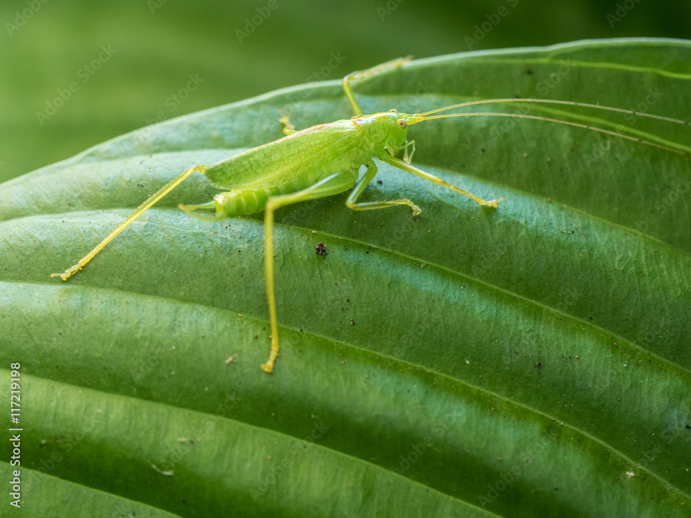 Photograph of a long legged green drumming katydid on a ribbed hosta leaf in a garden. Photograph of a long legged green drumming katydid on a ribbed hosta leaf in a garden.
