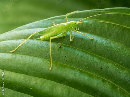 Photograph of a long legged green drumming katydid on a ribbed hosta leaf in a garden.