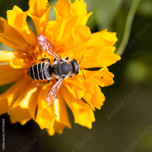 Plasterer Bee on native yellow Coreopsis flower, aka Tickseed, in Santa Fe, New Mexico