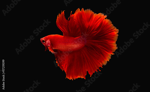 fighting fish or betta splendens on black background photo