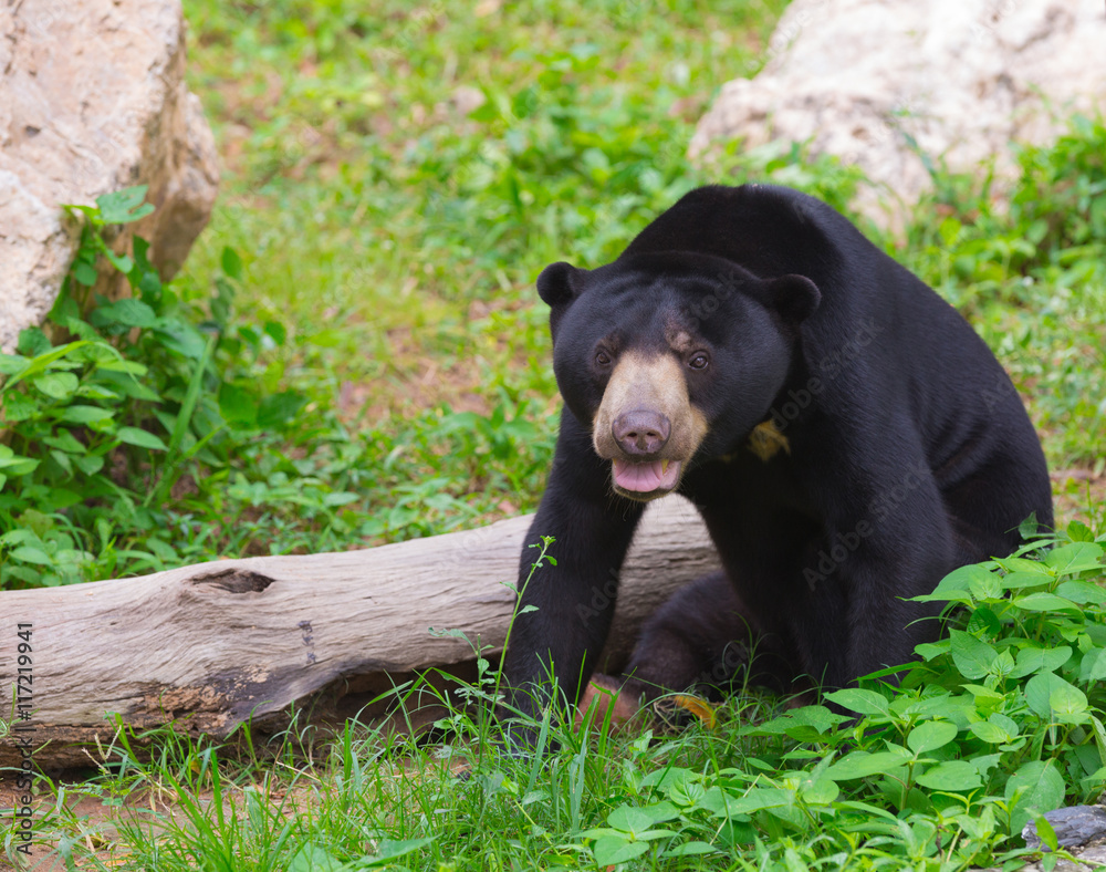 malayan sun bear or honey bear in mating season malayan sun bear or honey bear in mating season