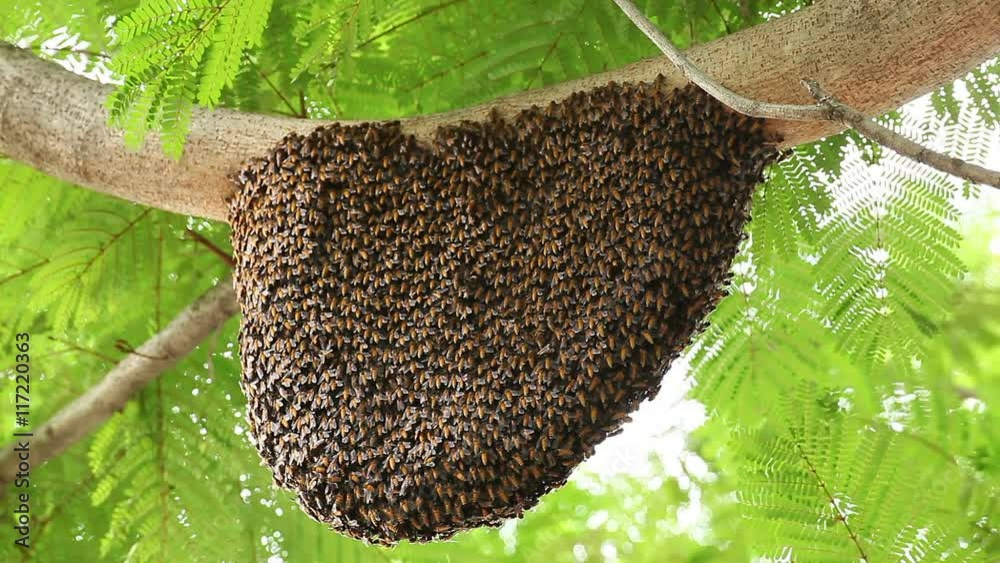 honeycomb with bee on green tree