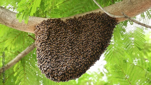 honeycomb with bee on green tree