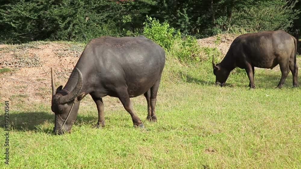 water buffalo eat fresh grass and walk in field water buffalo eat fresh grass and walk in field