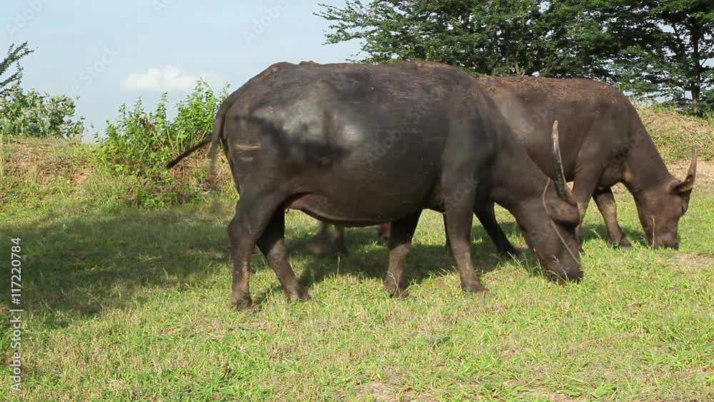 water buffalo eat fresh grass and walk in field water buffalo eat fresh grass and walk in field