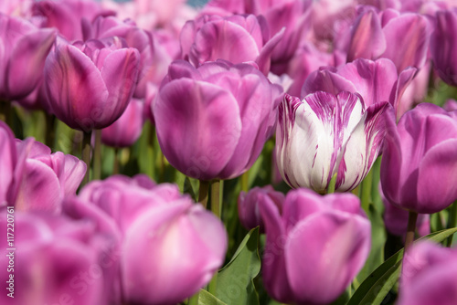 One of these is not like the others, white and pink tulip in a bed of pink tulips 