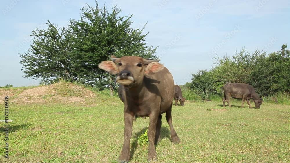 water buffalo looking at camera and come forward water buffalo looking at camera and come forward