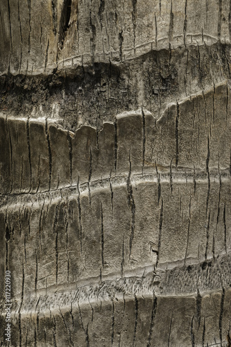 surface coconut trunk background texture