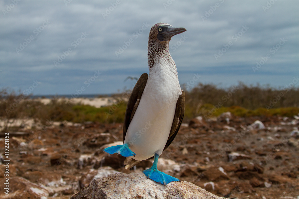 Naklejka premium Dancing Blue Footed Boobie