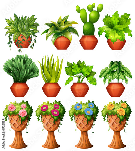 Set of plants in pots