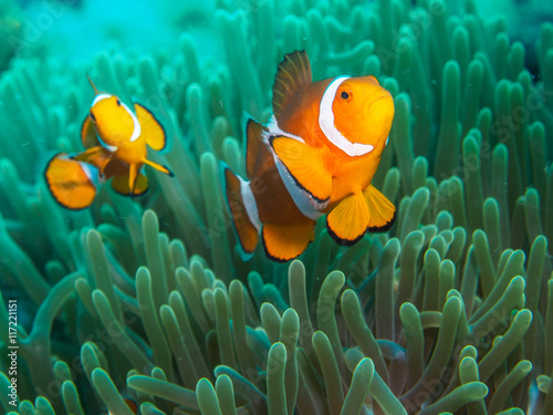 anemone fish at underwater, philippines