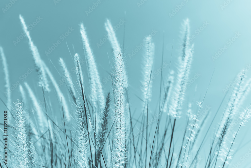 Fototapeta premium Feather grass in nature