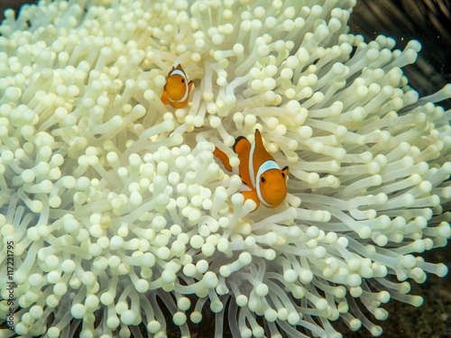 anemone fish at underwater, philippines