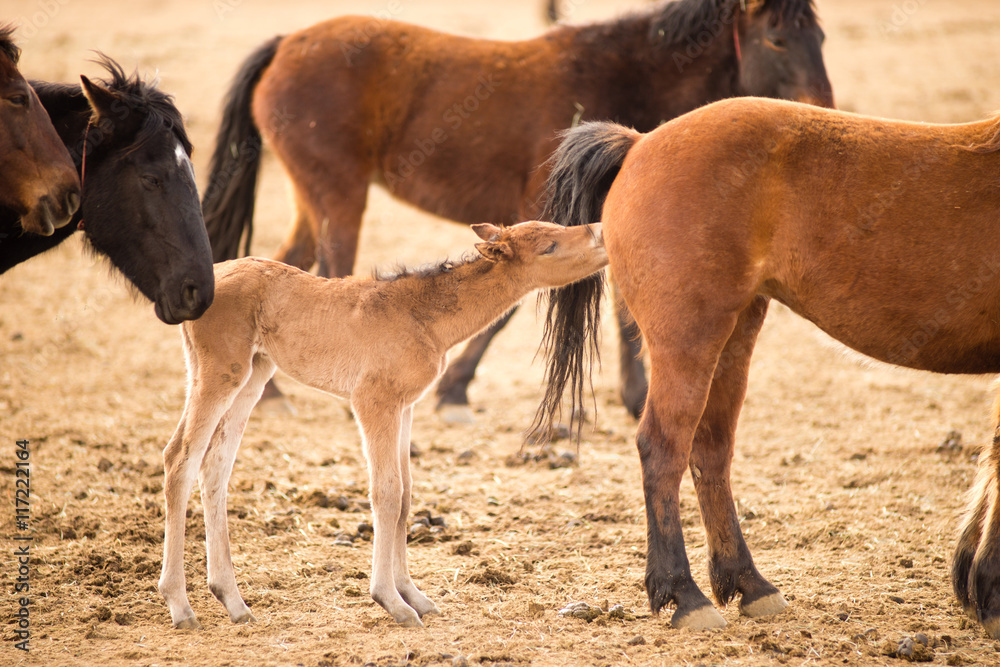 Fototapeta premium Wild Horses Collected Oregon State Horse Pony Foal Yearling