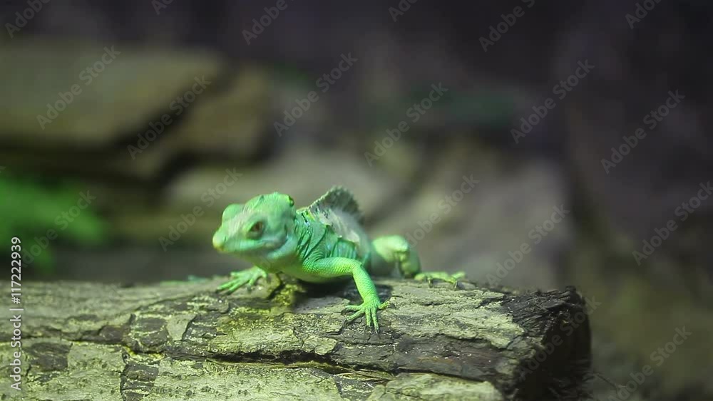 little green lizard move head on a stick little green lizard move head on a stick