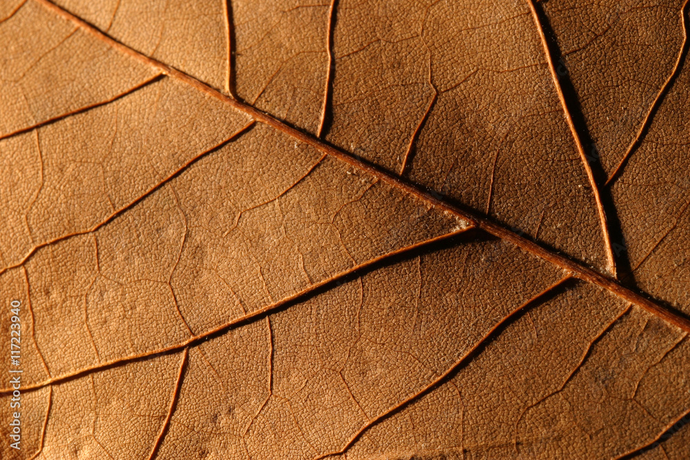 Obraz premium yellow leaf