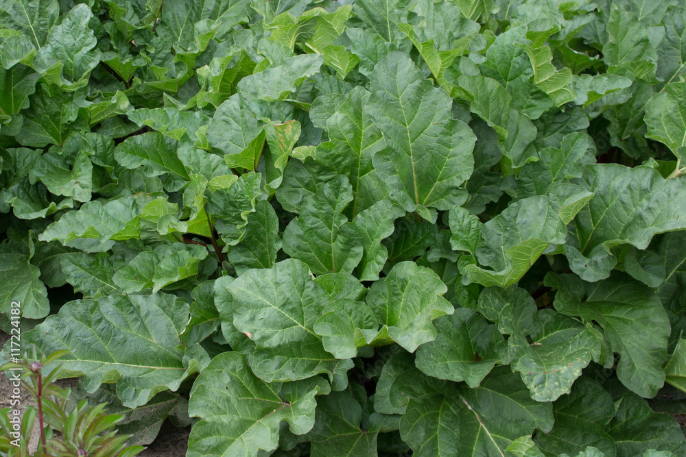 Large, healthy, organic, homegrown rhubarb leaves Large, healthy, organic, homegrown rhubarb leaves