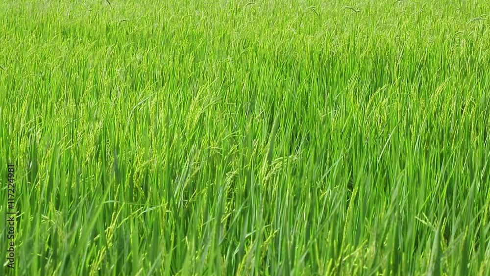 rice field in the wind rice field in the wind