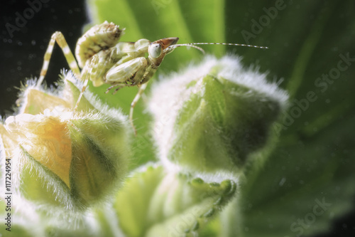Little Praying mantis