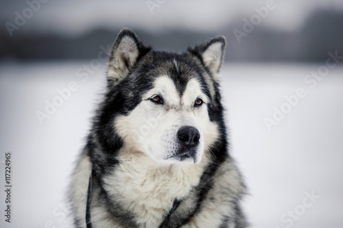 Fototapeta Naklejka Na Ścianę i Meble -  Dog breed Alaskan Malamute walking in winter