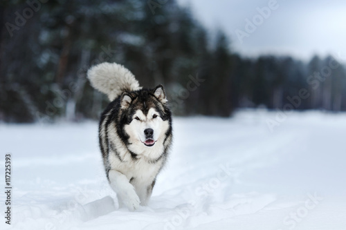 Dog breed Alaskan Malamute walking in winter