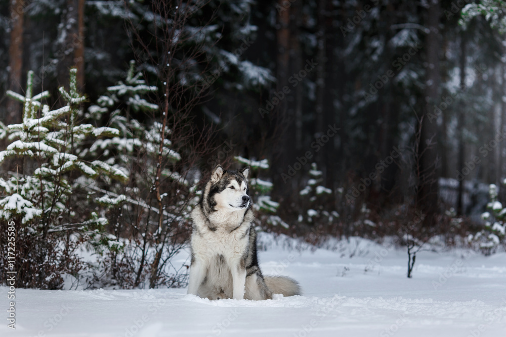 Dog breed Alaskan Malamute walking in winter Dog breed Alaskan Malamute walking in winter