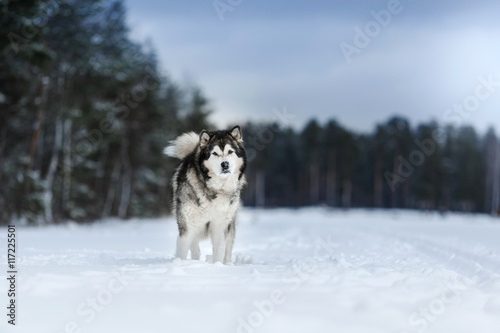 Dog breed Alaskan Malamute walking in winter © annaav