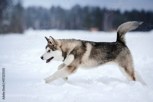 Dog breed Alaskan Malamute walking in winter © annaav