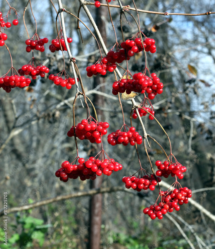 red viburnum red viburnum