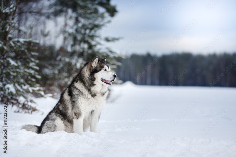 Dog breed Alaskan Malamute walking in winter