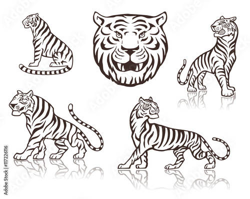 Tiger head  tiger gait  tiger sitting drawings