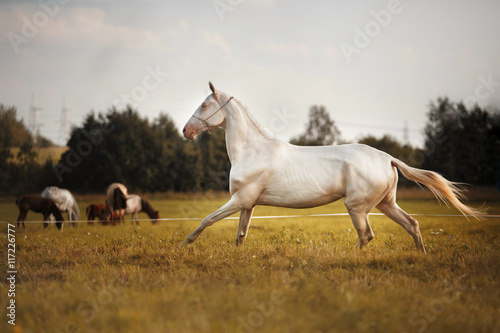White Horse Akhal-Teke
