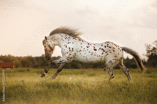 White spot in the horse