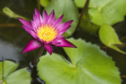 Beautiful water lily, Lotus flower in nature