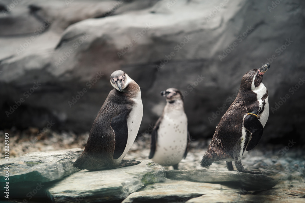 Fototapeta premium Humboldt penguins standing in natural environment