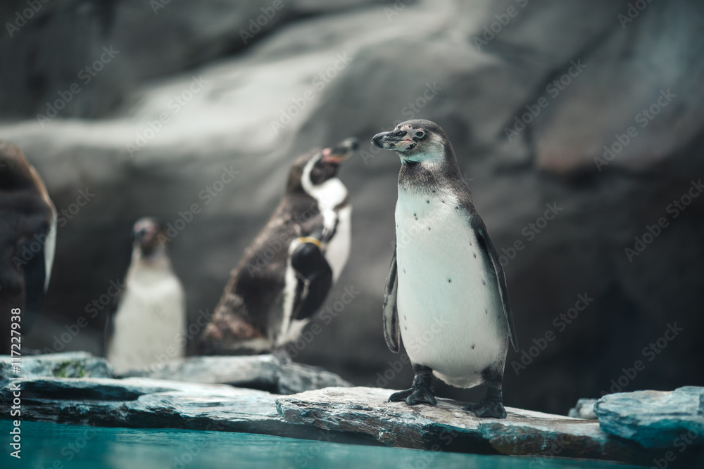 Obraz premium Humboldt penguins standing in natural environment