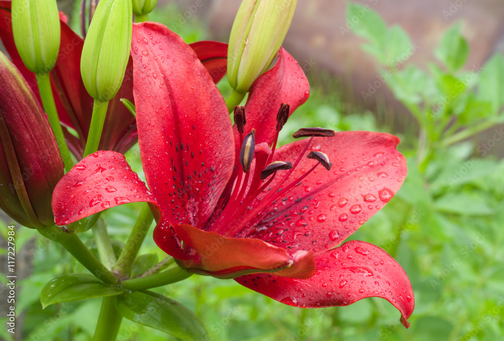 beautiful red lily beautiful red lily