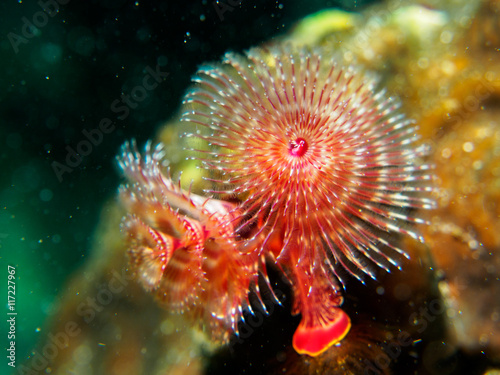 christmas tree worm under the sea