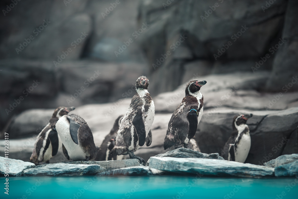 Naklejka premium Humboldt penguins standing in natural environment