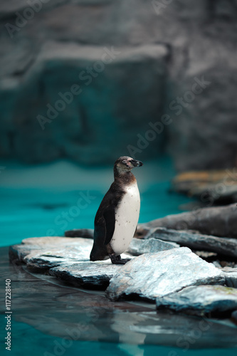 Humboldt penguins standing in natural environment © annaav