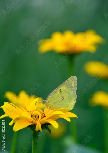 モンキチョウが好きな黄色い花 © askaflight
