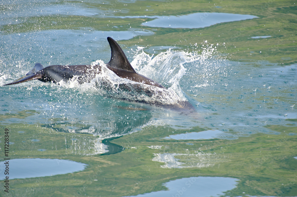 Fototapeta premium Dusky Dolphin playing