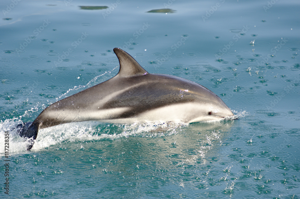 Fototapeta premium Dusky Dolphin playing