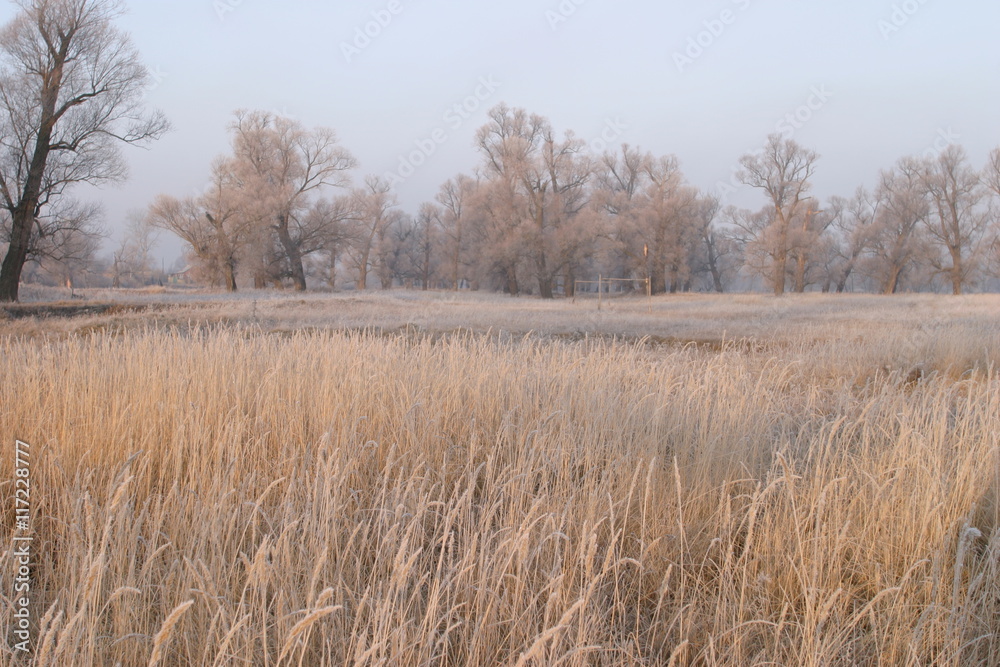 Landscape beginning of winter in the oak grove covered with frost at sunset Landscape beginning of winter in the oak grove covered with frost at sunset