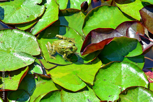 Wasserfrosch am Seerosenblatt photo