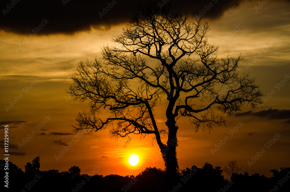 sunset with silhouette of tree