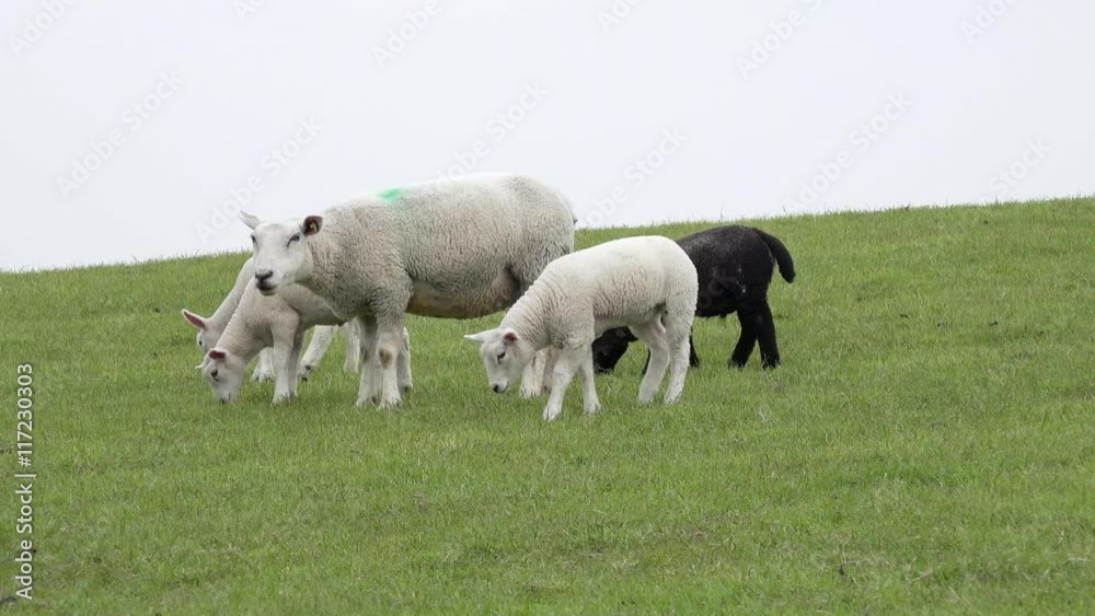 Ewe and lamb graze on the meadow Ewe and lamb graze on the meadow